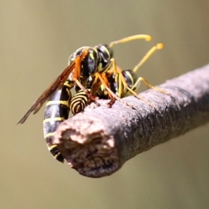 Polistes (Polistes) chinensis at Monash, ACT - 10 Apr 2022 12:25 PM