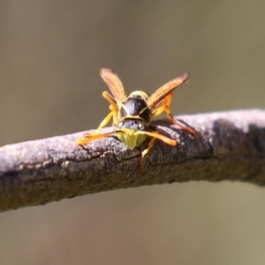 Polistes (Polistes) chinensis at Monash, ACT - 10 Apr 2022 12:25 PM