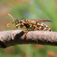 Polistes (Polistes) chinensis at Monash, ACT - 10 Apr 2022 12:25 PM