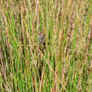 Poodytes gramineus at Monash, ACT - 10 Apr 2022