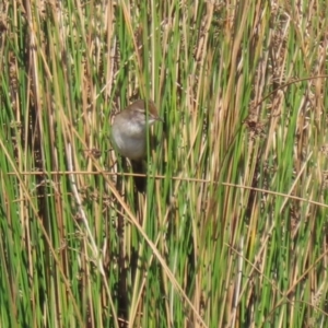 Poodytes gramineus at Monash, ACT - 10 Apr 2022