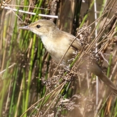 Acrocephalus australis (Australian Reed-Warbler) at Isabella Pond - 10 Apr 2022 by RodDeb