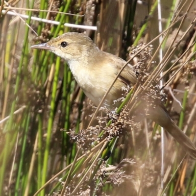 Acrocephalus australis (Australian Reed-Warbler) at Tuggeranong Creek to Monash Grassland - 10 Apr 2022 by RodDeb