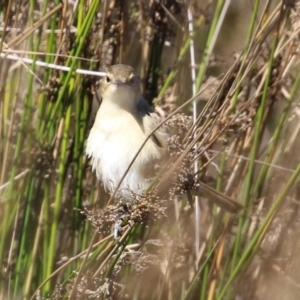 Acrocephalus australis at Monash, ACT - 10 Apr 2022 12:04 PM