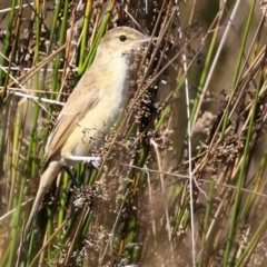 Acrocephalus australis at Monash, ACT - 10 Apr 2022