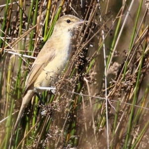 Acrocephalus australis at Monash, ACT - 10 Apr 2022 12:04 PM