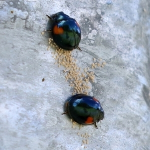 Orcus bilunulatus at Monash, ACT - 10 Apr 2022