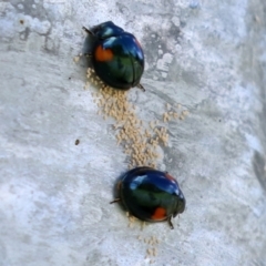 Orcus bilunulatus (Ladybird beetle) at Monash, ACT - 10 Apr 2022 by RodDeb