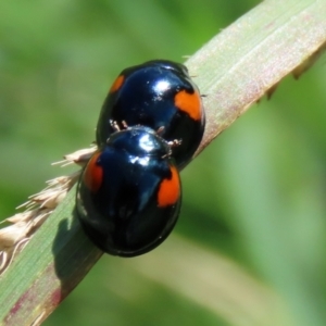 Orcus bilunulatus at Monash, ACT - 10 Apr 2022