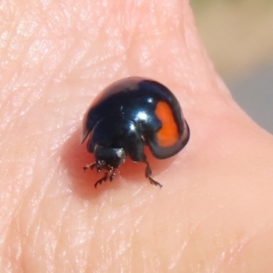 Orcus bilunulatus at Monash, ACT - 10 Apr 2022