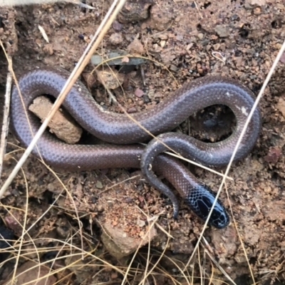 Parasuta dwyeri (Dwyer's Black-headed Snake) at QPRC LGA - 9 Apr 2022 by Whirlwind