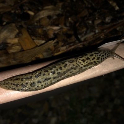 Limax maximus (Leopard Slug, Great Grey Slug) at QPRC LGA - 20 Mar 2022 by Whirlwind