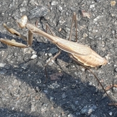 Pseudomantis albofimbriata (False garden mantis) at Acton, ACT - 10 Apr 2022 by LD12