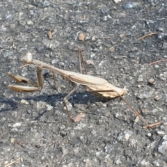 Pseudomantis albofimbriata at Acton, ACT - 10 Apr 2022