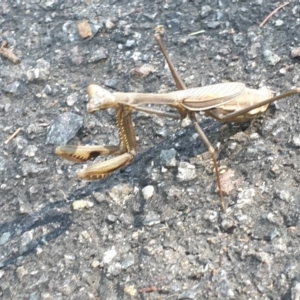 Pseudomantis albofimbriata at Acton, ACT - 10 Apr 2022