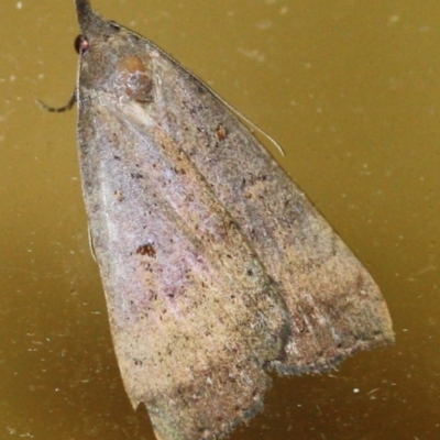 Unidentified Noctuoid moth (except Arctiinae) at Tathra, NSW - 7 Apr 2022 by KerryVance