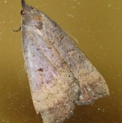 Unidentified Noctuoid moths (except Arctiinae) (TBC) at Tathra, NSW - 7 Apr 2022 by KerryVance