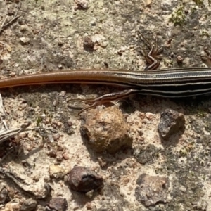 Ctenotus taeniolatus at Theodore, ACT - 11 Apr 2022