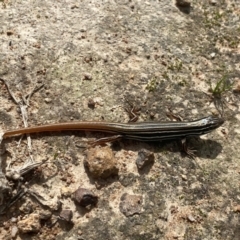 Ctenotus taeniolatus at Theodore, ACT - 11 Apr 2022 11:17 AM