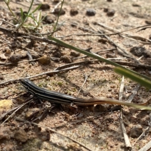 Ctenotus taeniolatus at Theodore, ACT - 11 Apr 2022 11:17 AM