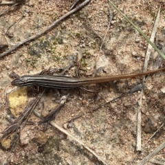 Ctenotus taeniolatus at Theodore, ACT - 11 Apr 2022