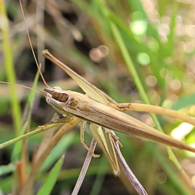 Conocephalus semivittatus (Meadow katydid) at O'Connor Ridge to Gungahlin Grasslands - 11 Apr 2022 by trevorpreston