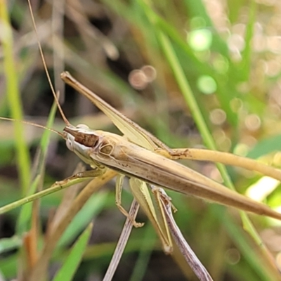 Conocephalus semivittatus (Meadow katydid) at Lyneham Ridge - 11 Apr 2022 by trevorpreston