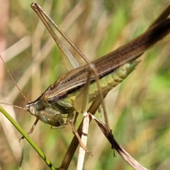 Conocephalus semivittatus at Kaleen, ACT - 11 Apr 2022