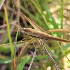 Conocephalus semivittatus at Kaleen, ACT - 11 Apr 2022