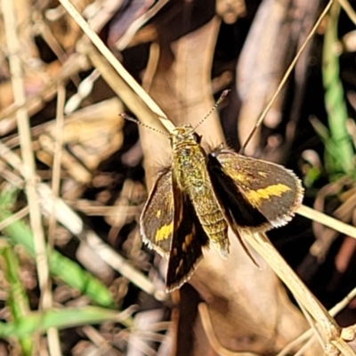 Taractrocera papyria (White-banded Grass-dart) at Lyneham Ridge - 11 Apr 2022 by trevorpreston