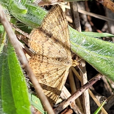 Scopula rubraria (Reddish Wave, Plantain Moth) at Lyneham Ridge - 11 Apr 2022 by trevorpreston