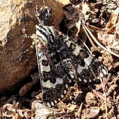 Apina callisto (Pasture Day Moth) at O'Connor Ridge to Gungahlin Grasslands - 11 Apr 2022 by trevorpreston