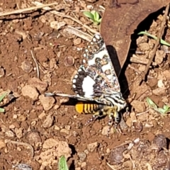 Apina callisto at Kaleen, ACT - 11 Apr 2022 10:28 AM