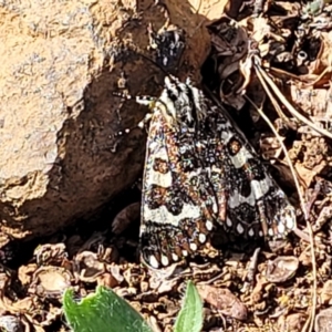 Apina callisto at Kaleen, ACT - 11 Apr 2022 10:28 AM