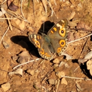 Junonia villida at Kaleen, ACT - 11 Apr 2022 10:30 AM