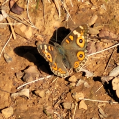 Junonia villida (Meadow Argus) at Kaleen, ACT - 11 Apr 2022 by trevorpreston