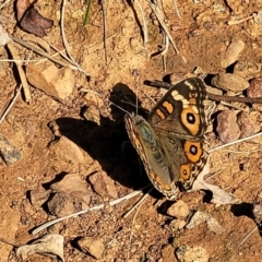 Junonia villida at Kaleen, ACT - 11 Apr 2022