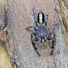 Sandalodes superbus (Ludicra Jumping Spider) at Lyneham Ridge - 11 Apr 2022 by trevorpreston