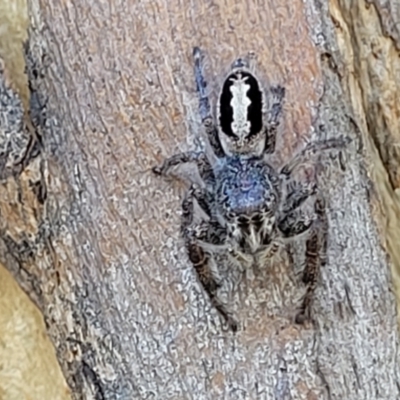 Sandalodes superbus (Ludicra Jumping Spider) at Kaleen, ACT - 11 Apr 2022 by trevorpreston