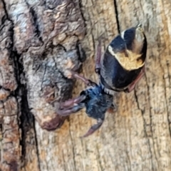 Apricia jovialis (Jovial jumping spider) at Lyneham Ridge - 11 Apr 2022 by trevorpreston