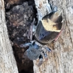 Apricia jovialis at Kaleen, ACT - 11 Apr 2022 10:42 AM