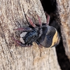 Apricia jovialis at Kaleen, ACT - 11 Apr 2022 10:42 AM