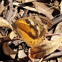 Heteronympha merope (Common Brown Butterfly) at O'Connor Ridge to Crace Grasslands - 11 Apr 2022 by trevorpreston