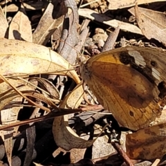 Heteronympha merope at Kaleen, ACT - 11 Apr 2022 10:50 AM