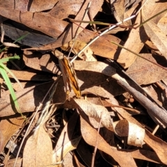 Heteronympha merope at Kaleen, ACT - 11 Apr 2022 10:50 AM