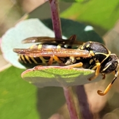 Polistes (Polistes) chinensis (Asian paper wasp) at Lyneham Ridge - 11 Apr 2022 by trevorpreston