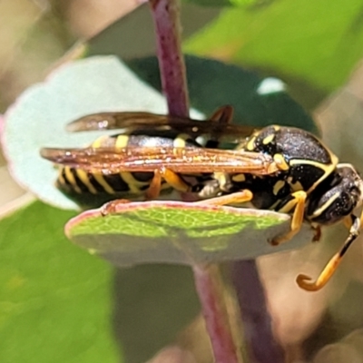Polistes (Polistes) chinensis (Asian paper wasp) at Lyneham Ridge - 11 Apr 2022 by trevorpreston