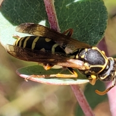 Polistes (Polistes) chinensis at Kaleen, ACT - 11 Apr 2022 10:50 AM