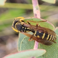 Polistes (Polistes) chinensis at Kaleen, ACT - 11 Apr 2022 10:50 AM