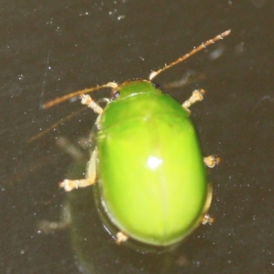 Paropsides calypso (Lilly Pilly Leaf Beetle) at Tathra, NSW - 7 Mar 2022 by KerryVance2